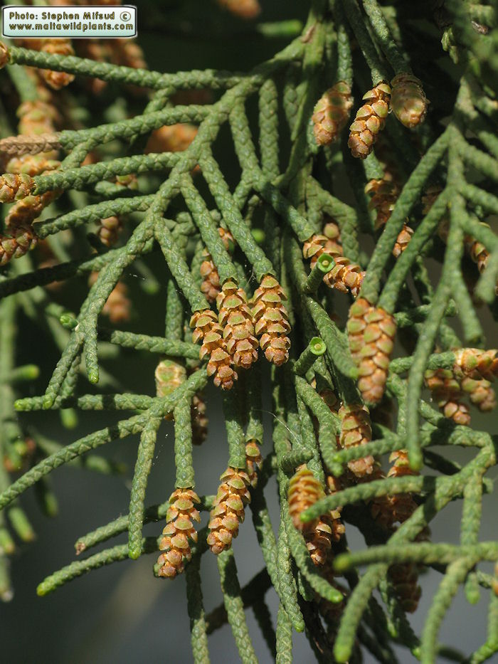 Mediterranean cypress